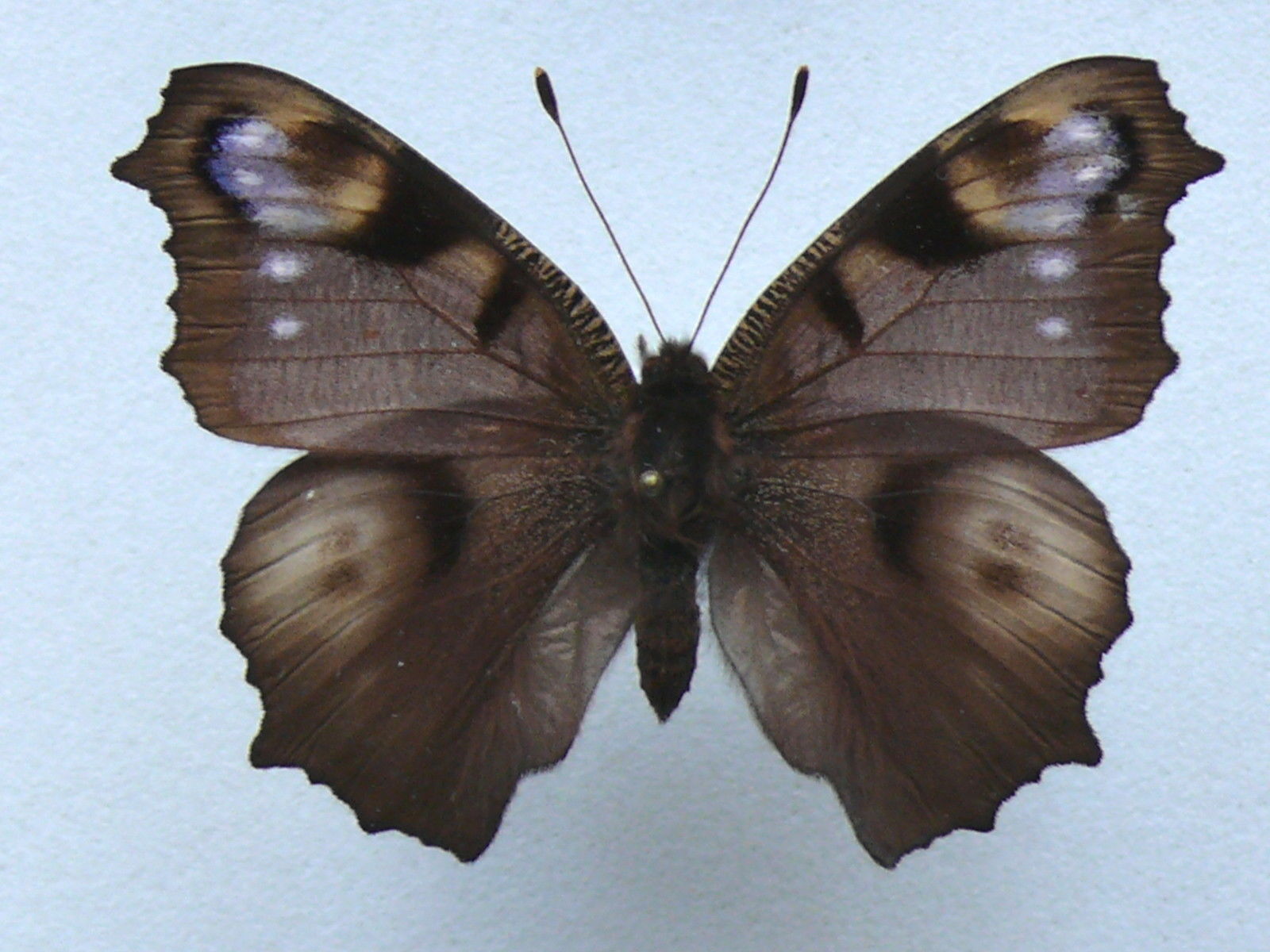 Aglais io female (aberration dark form) Internet Image property of respective owner, non-commercial use only